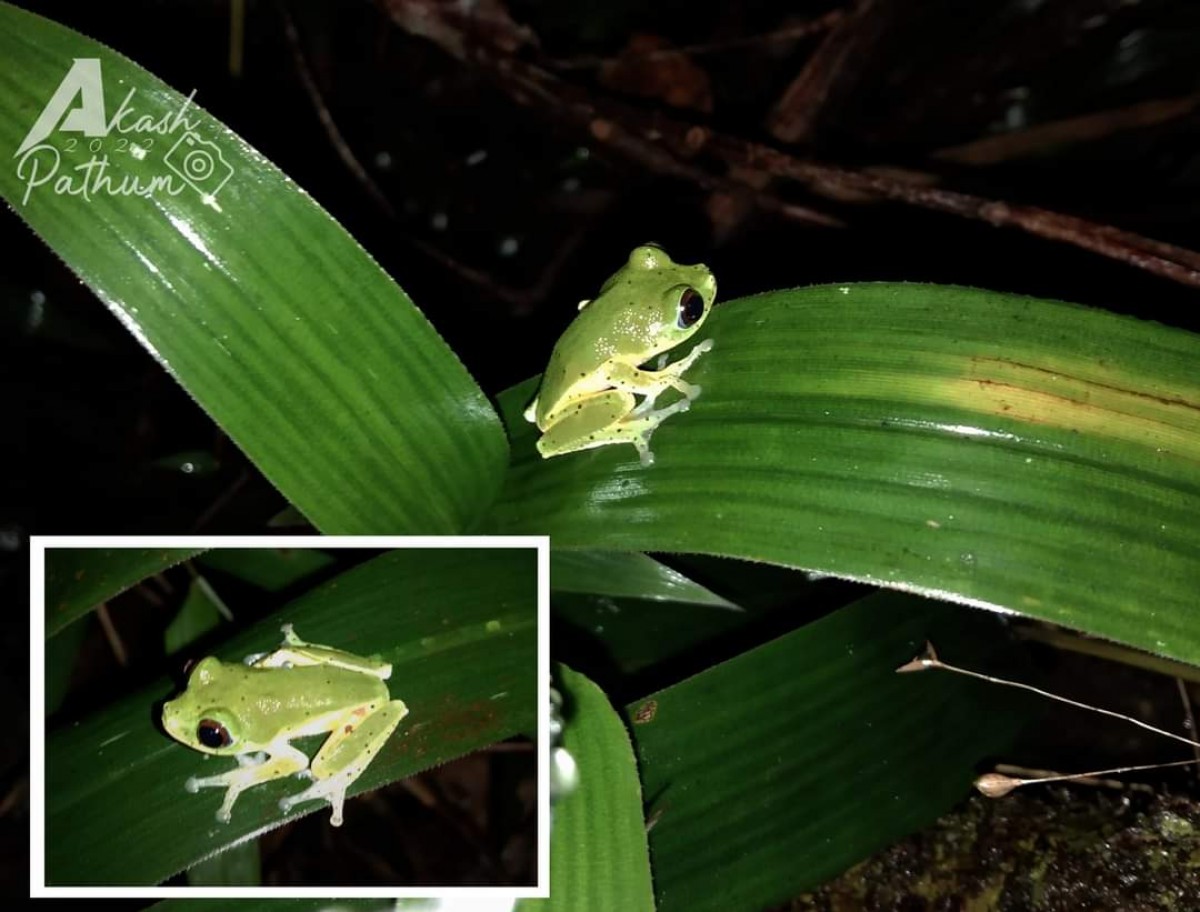 Pseudophilautus femoralis Gunther 1864